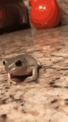 frog-hat