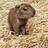 Capybara